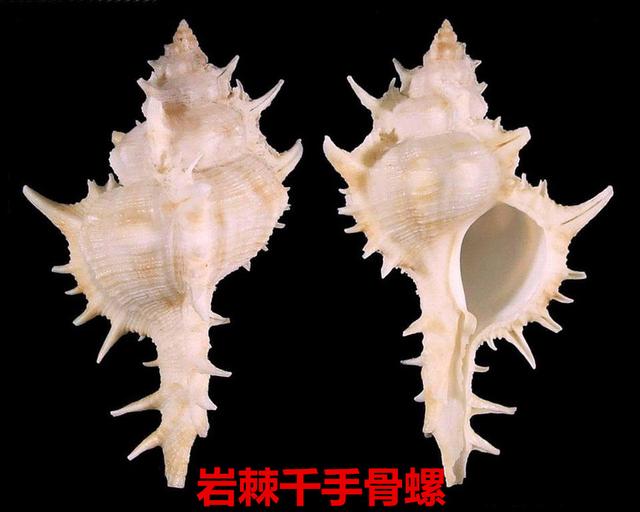 海螺种类，食用海螺种类（各式各样的贝壳海螺你认识吗）