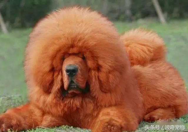 中国10大名狗，名犬狗狗排名榜（带你走进狗狗的世界）