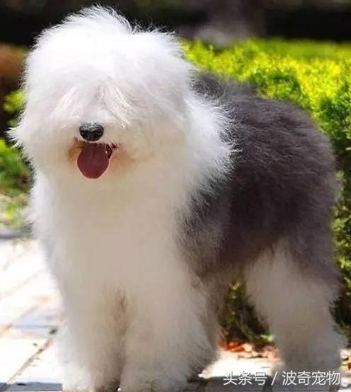 中国10大名狗，名犬狗狗排名榜（带你走进狗狗的世界）