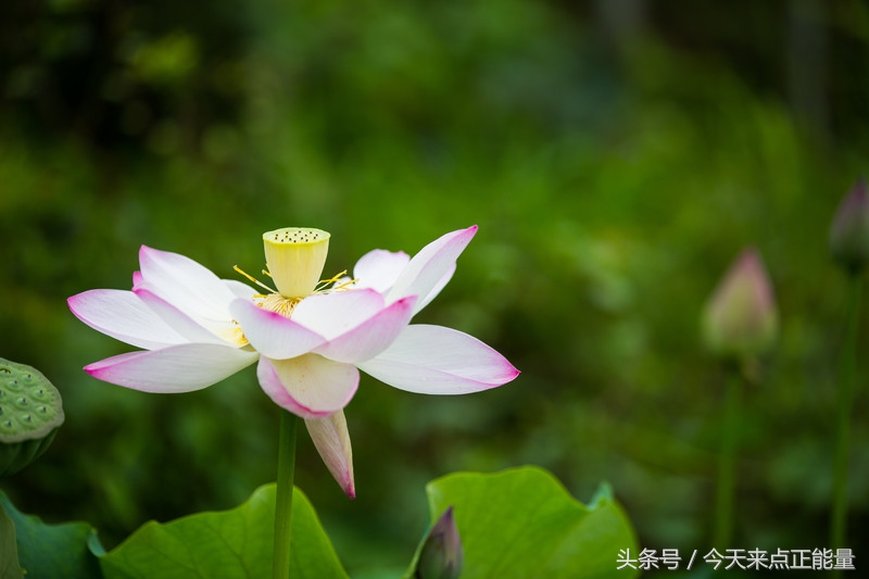 内心的独白，唯美名句，美到窒息