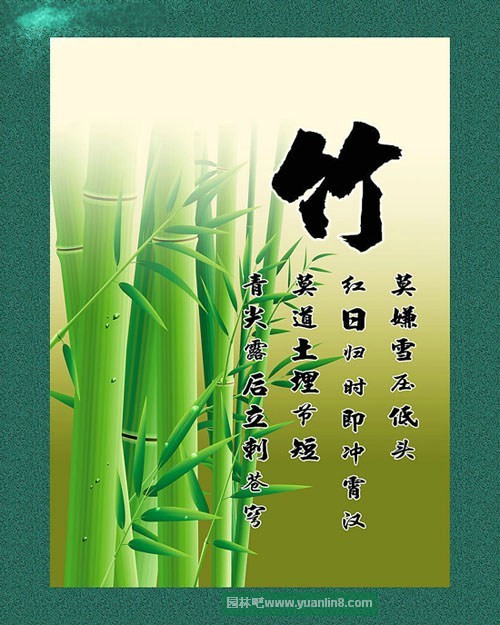 竹子的诗句 精神图片