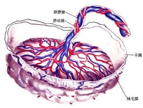 胞衣、母乳、一泡尿，孕妇身上有三宝！