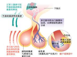 胞衣、母乳、一泡尿，孕妇身上有三宝！