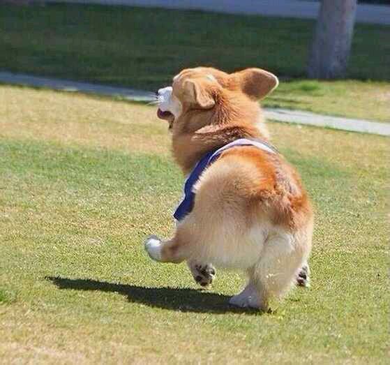 星座与狗之间不得不说的秘密！