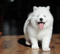 星座与狗之间不得不说的秘密！