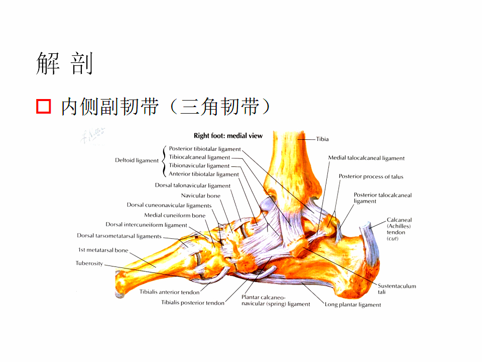 脚崴了怎么办？