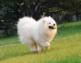 星座与狗之间不得不说的秘密！