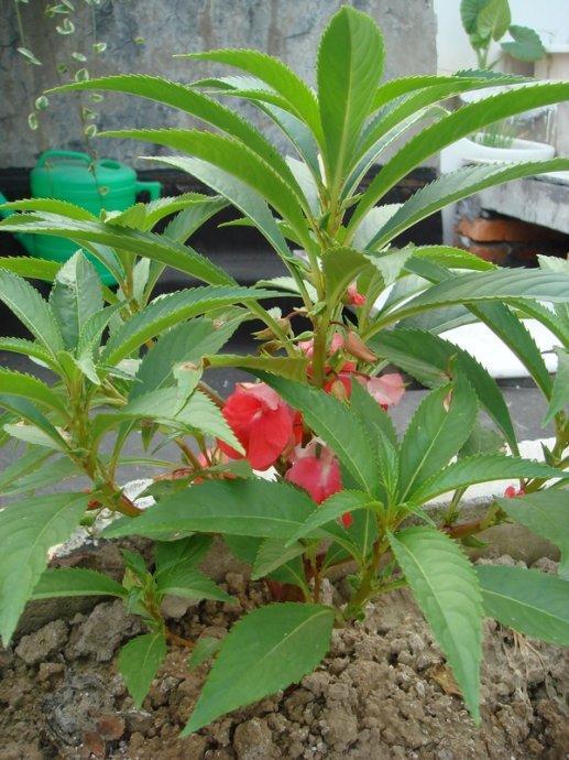 家庭养花:鸡属相的幸运之花-凤仙花,一养就活!