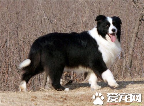 边境牧羊犬怎么训练,边境牧羊犬怎么训练大小便