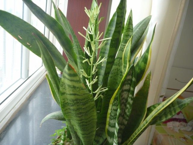 植物吸收二氧化碳释放氧气(具备这样特征的6种花草)