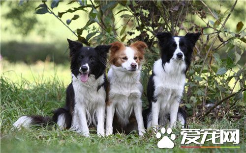 边境牧羊犬怎么训练,边境牧羊犬怎么训练大小便