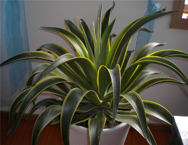 植物吸收二氧化碳释放氧气（具备这样特征的6种花草）