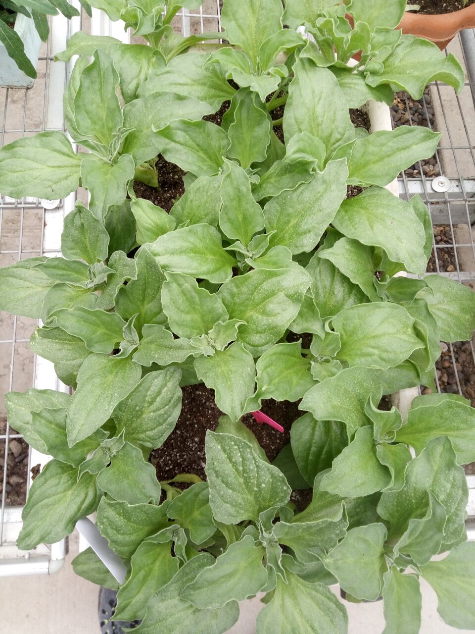 冰菜功效与作用-我的快乐小窝