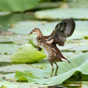 一对水鸡的悲惨命运