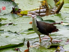 一对水鸡的悲惨命运