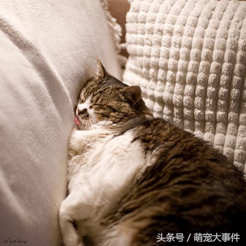 终于知道“懒猫”是怎么来的了