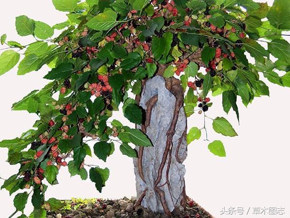 桑树和梓树的寓意_梓树是什么树图片