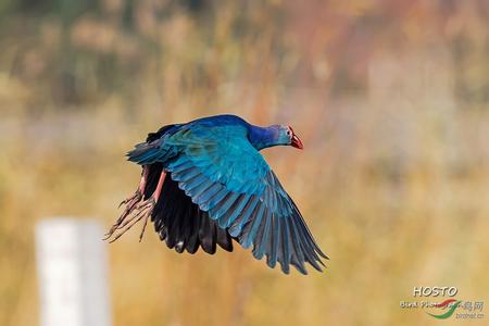 一对水鸡的悲惨命运