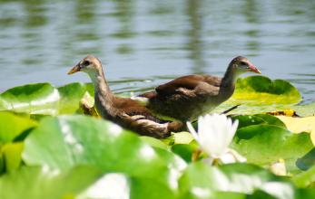 一对水鸡的悲惨命运