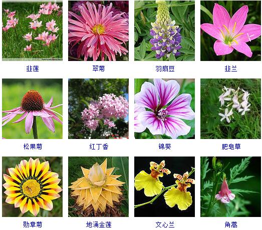 花卉大全500种,各种花卉大全_大山谷图库