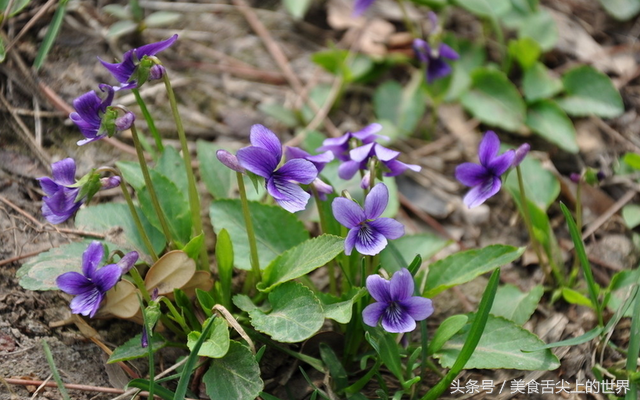 野葛菜的功效降血压的野菜有哪几种