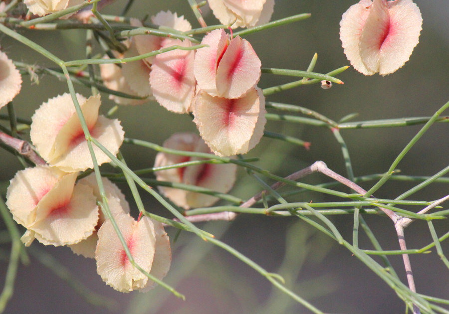 拐枣花拐枣开花的时候还是挺美,吃的不是它的果实,而是果柄.