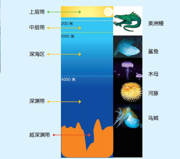 海洋探秘｜新奇电台：巨型海蜘蛛；神奇的“嗡嗡”声