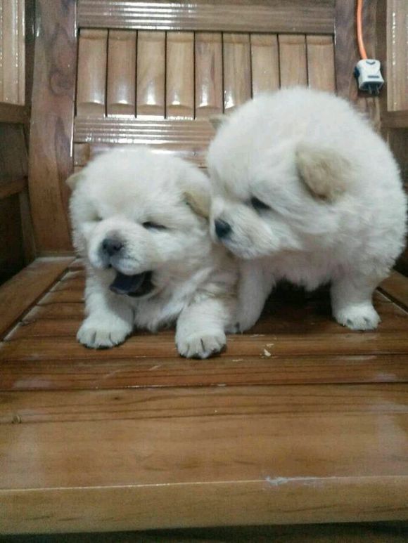 朋友家养的松狮说转给我800一只好回家过年，这价格贵吗？