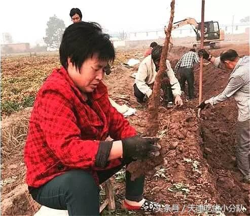 天津人也能吃到根正苗红的正宗焦作温县（铁棍山药）了，而且5折