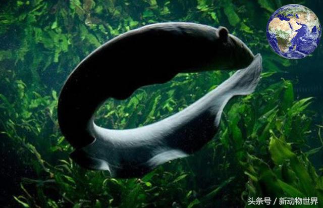 食人魚天敵,
