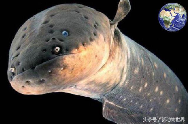 食人魚天敵,