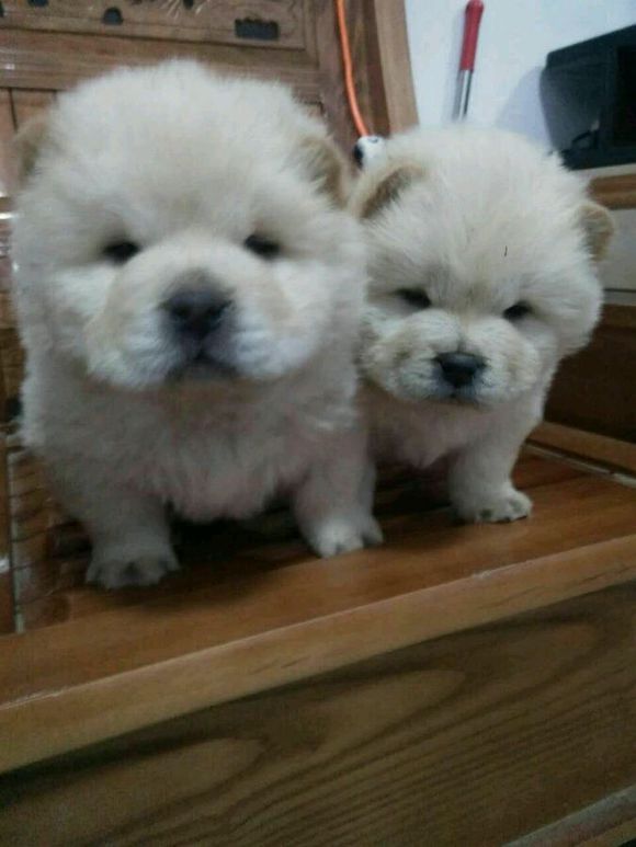 朋友家养的松狮说转给我800一只好回家过年，这价格贵吗？