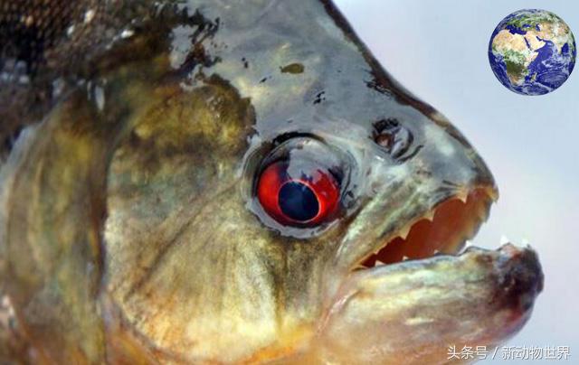 食人魚天敵,