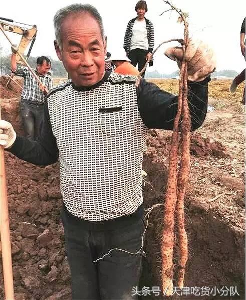 天津人也能吃到根正苗红的正宗焦作温县（铁棍山药）了，而且5折