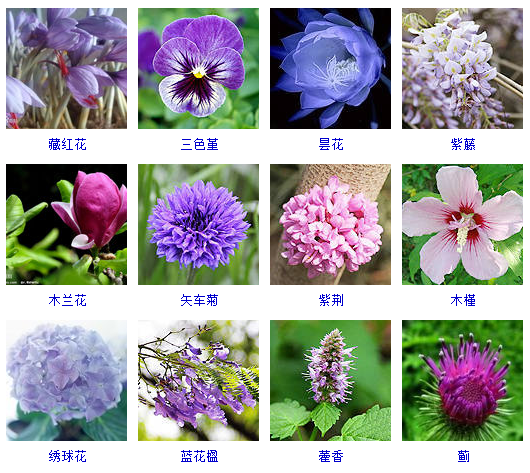 花有多少个品种（盘点上千种按颜色分类的花卉品种大全）