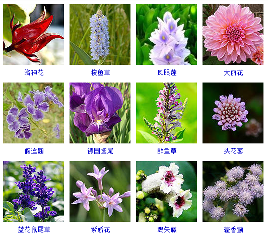 花有多少个品种（盘点上千种按颜色分类的花卉品种大全）
