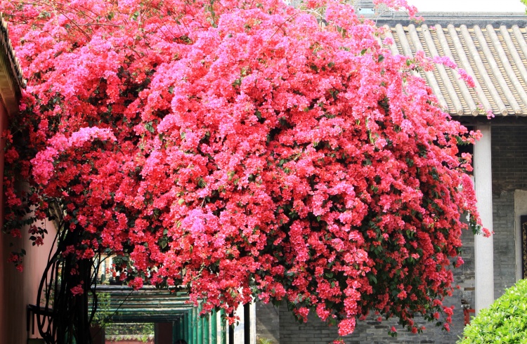 这五种最适合养在客厅的植物一定要来一盆，新年保准财源滚滚！