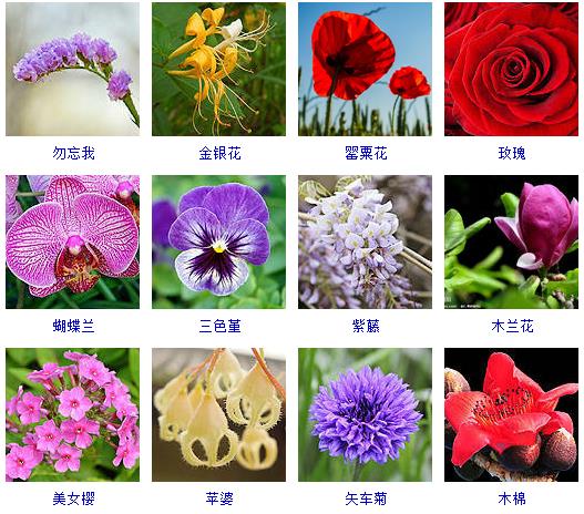 春天开的花有哪些花朵图片常见300种春天开花的名字