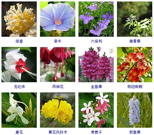 春天開的花有哪些花朵圖片常見300種春天開花的名字