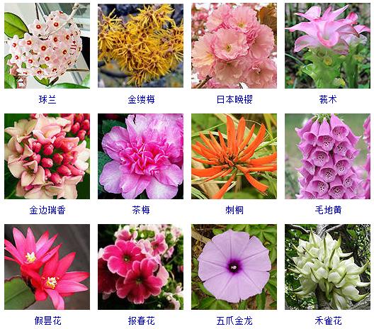 春天开的花有哪些花朵图片常见300种春天开花的名字