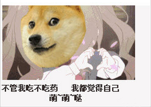 狗狗服药禁忌大全