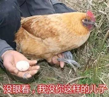 放过鸡年大吉吧,最新款鸡年专用表情包都在这里了!
