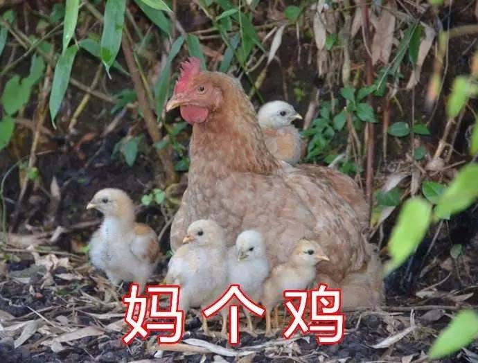 高产如老母鸡为大家做最好看的新闻故事希望评论区