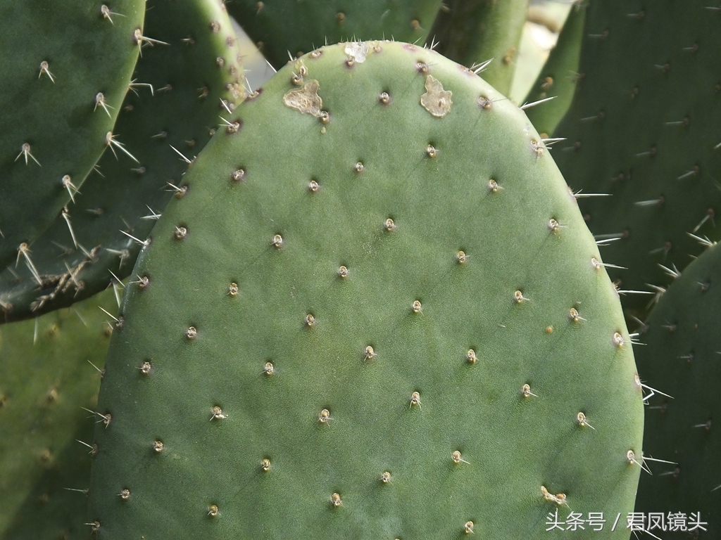 仙人掌的作用与功效（仙人掌的生长习性和价值）