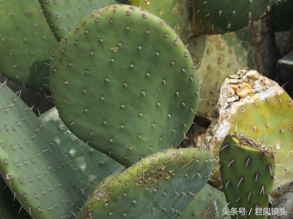 仙人掌：带刺的身躯不可怕 清热解毒散瘀消肿健胃止痛是良药