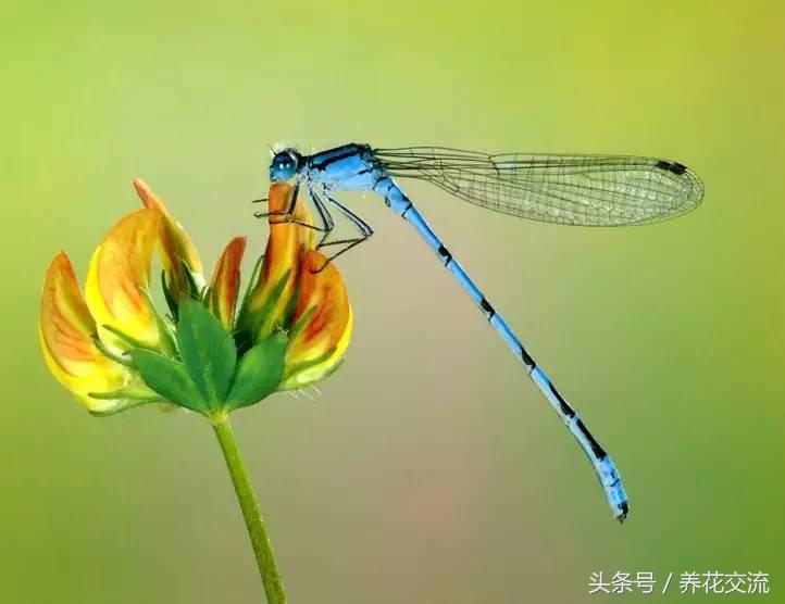 蚂蚁是益虫还是害虫（主动帮助花友杀掉害虫的9种昆虫）