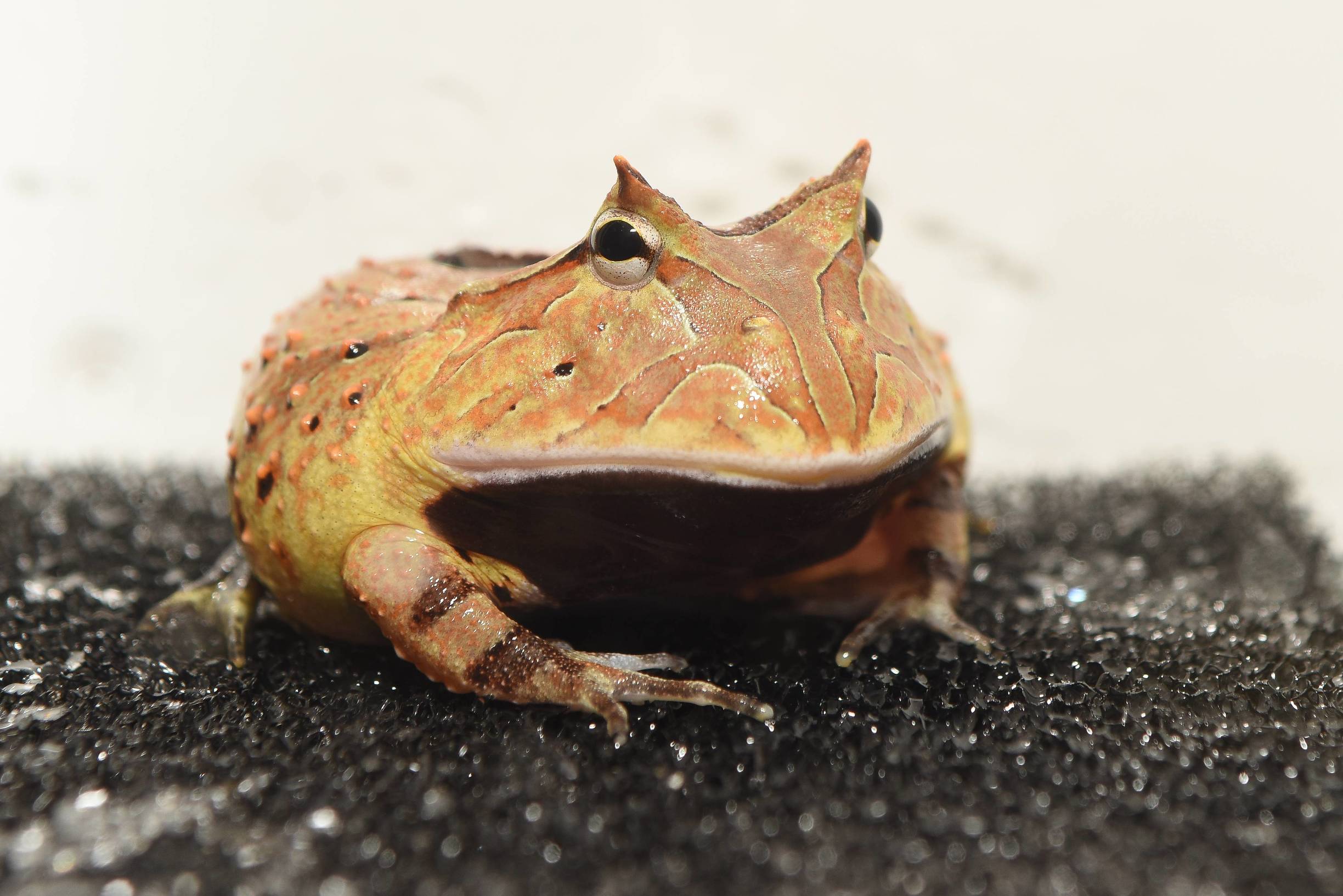 想养黄金角蛙当"招财蛙",要先学习一些角蛙饲养的入门知识