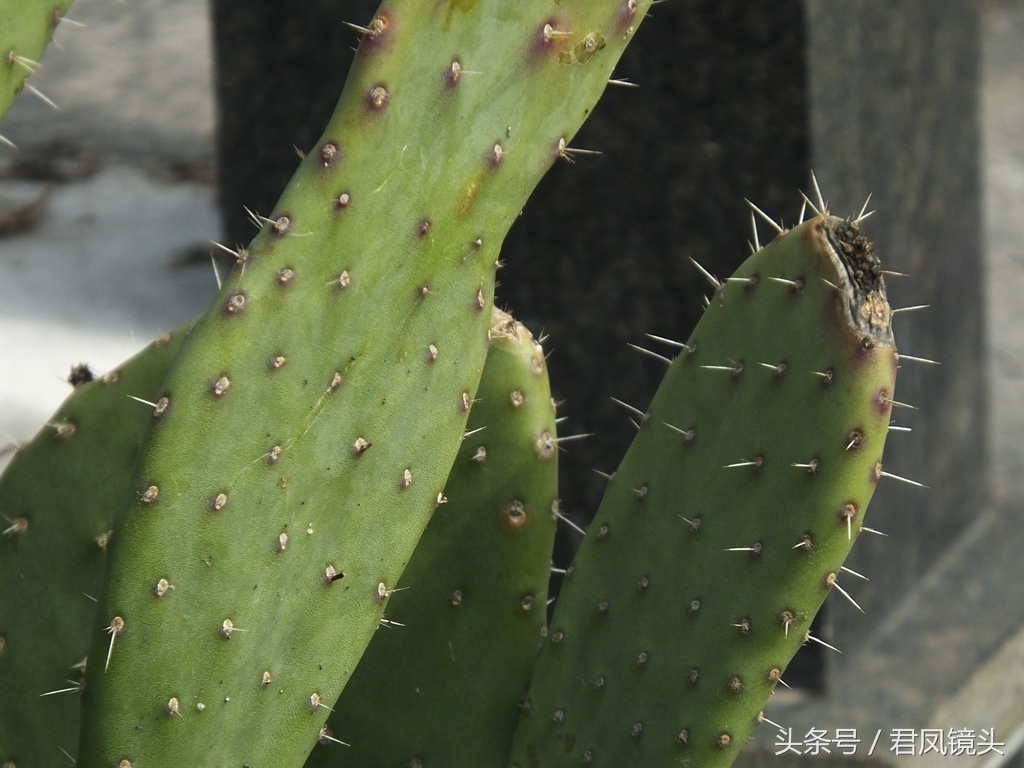仙人掌的作用与功效（仙人掌的生长习性和价值）
