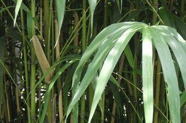 林间极为常见的普通竹叶，药用功能非常广泛