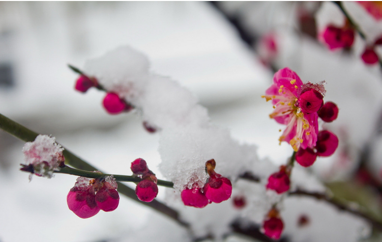 白牡丹花语是什么（牡丹和梅花都是曾经的国花）